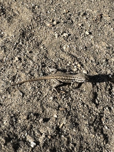 iNaturalist observation photo of Common Sagebrush Lizard