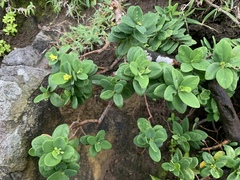 Wikstroemia retusa