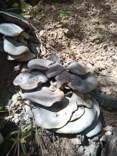 Mexican Blue Jack o' Lantern