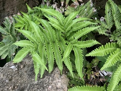 Pteris minor