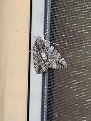 Catocala lacrymosa