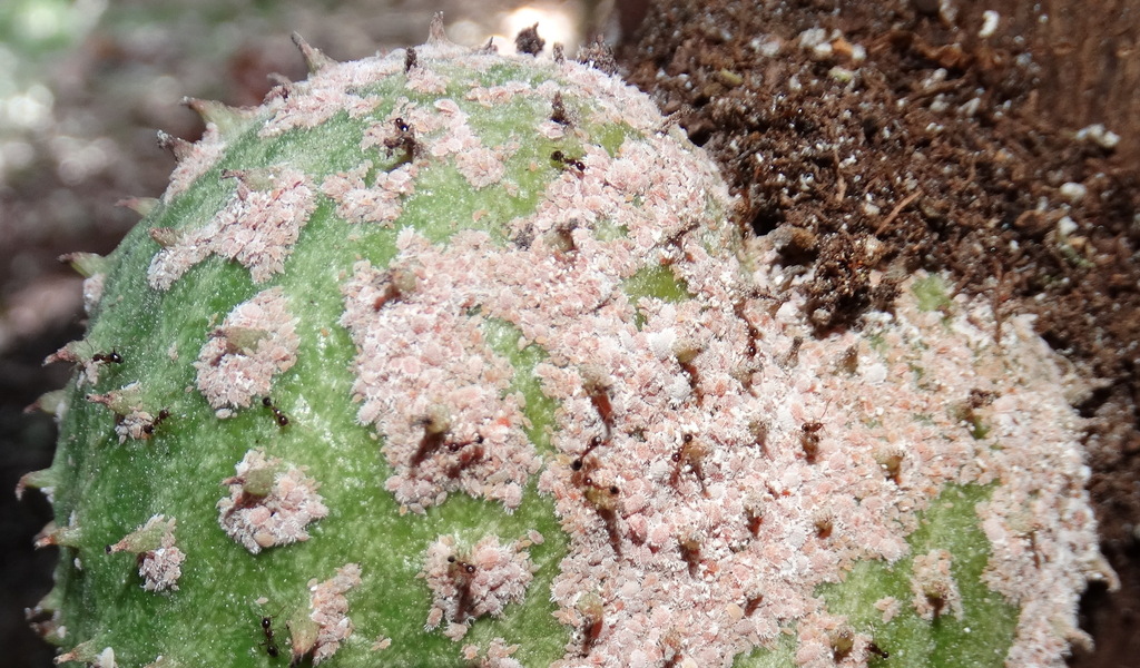 Gray Pineapple Mealybug