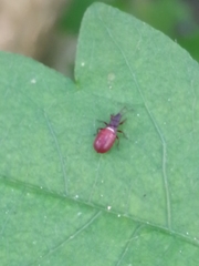 Oxycarenus lavaterae