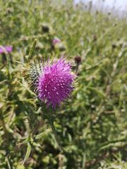 Cirsium vulgare