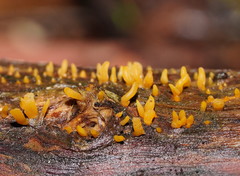 Calocera sinensis
