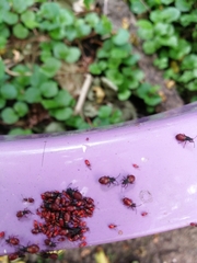 Oxycarenus lavaterae