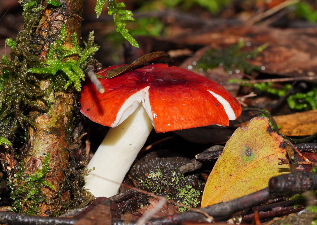 Russula persanguinea