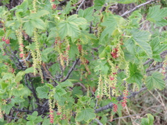 Ribes magellanicum
