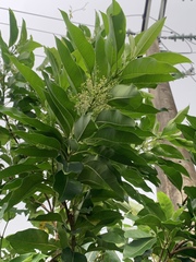 Chionanthus ramiflorus