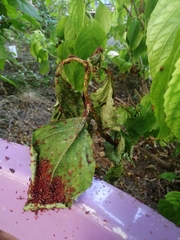 Oxycarenus lavaterae