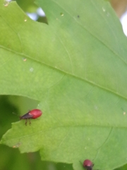 Oxycarenus lavaterae