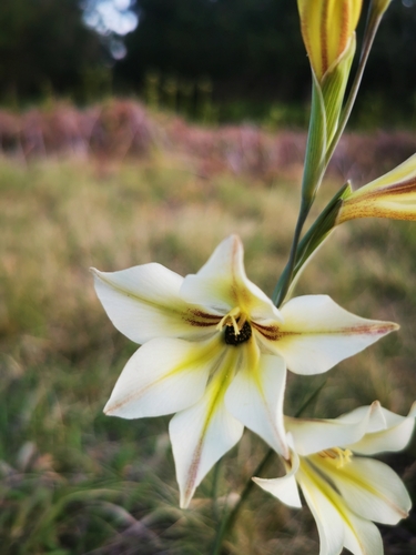 Image of Avon-flower by (c) Barbara le Roux, some rights reserved (CC BY-SA)
