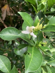 Glycosmis parviflora