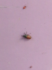 Oxycarenus lavaterae