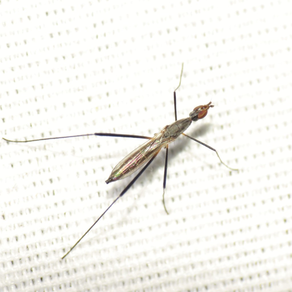 Micropeza ventralis