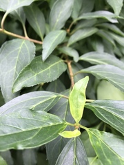 Magnoliopsida