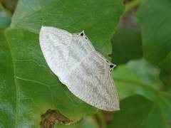 Acropteris ciniferaria