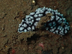 Phyllidiella pustulosa
