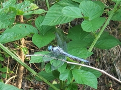 Libellula vibrans