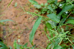 Urochloa ramosa