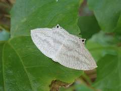 Acropteris ciniferaria