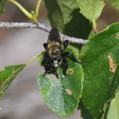 Laphria insignis