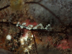 Eubranchus putnami