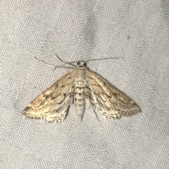 Parapoynx allionealis