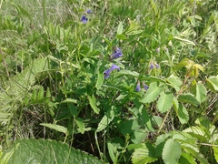 Scutellaria scordifolia