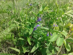 Scutellaria scordifolia