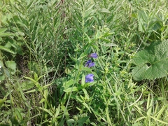 Scutellaria scordifolia