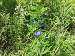 Scutellaria scordifolia