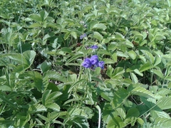 Scutellaria scordifolia