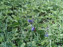 Scutellaria scordifolia