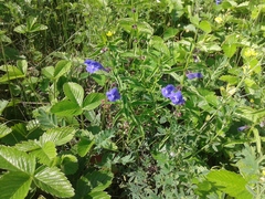 Scutellaria scordifolia