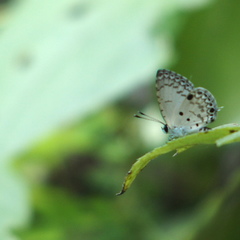 Megisba malaya sikkima