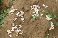 Termitomyces microcarpus