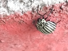 Leptinotarsa undecimlineata