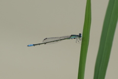 Pseudagrion spencei
