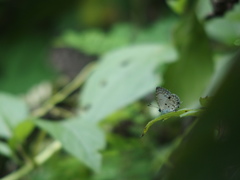Megisba malaya sikkima
