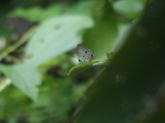 Megisba malaya sikkima