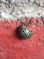 Leptinotarsa undecimlineata