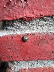 Leptinotarsa undecimlineata