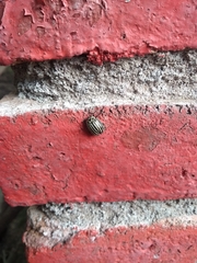 Leptinotarsa undecimlineata