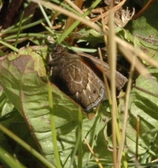 Cosmosatyrus leptoneuroides