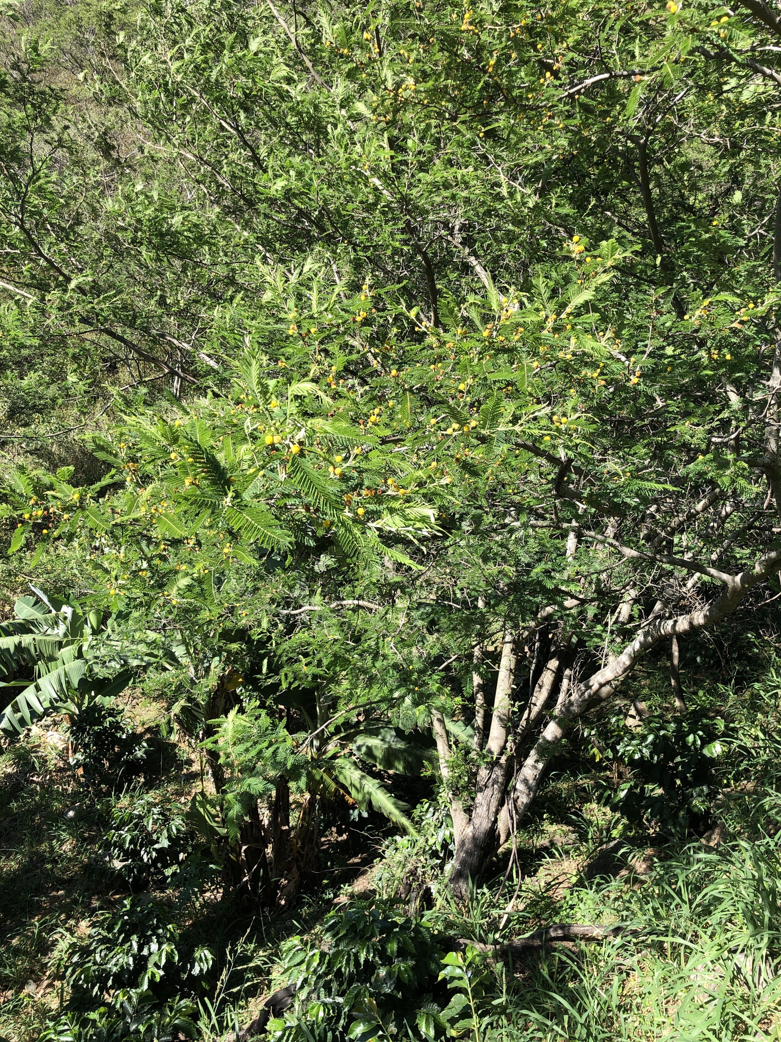 Vachellia image