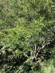 Vachellia macracantha image