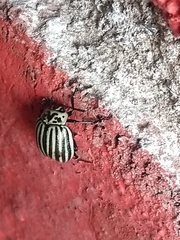 Leptinotarsa undecimlineata