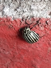 Leptinotarsa undecimlineata