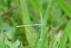 Agriocnemis lacteola